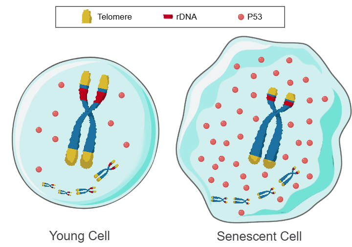 TRCS model comparing a young cell and a senescent cell with telomere, rDNA, and p53 changes.